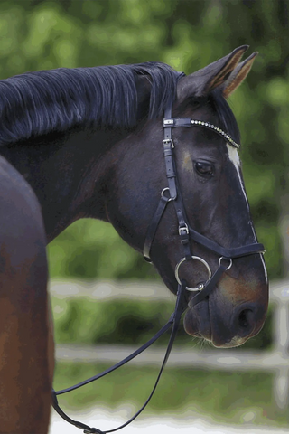 KK Balkenhol 2-delig Watertrens 14mm