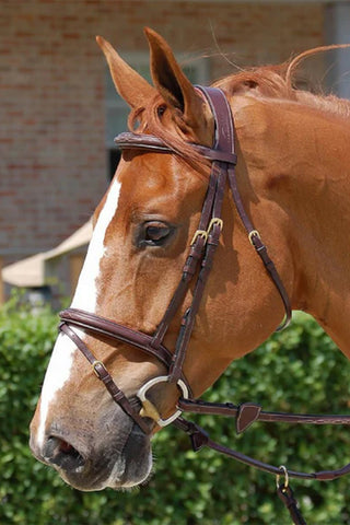 Bridon anatomique avec muserolle combinée Dyon Collection marron