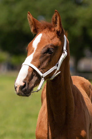 Foal Halter Chico Leather