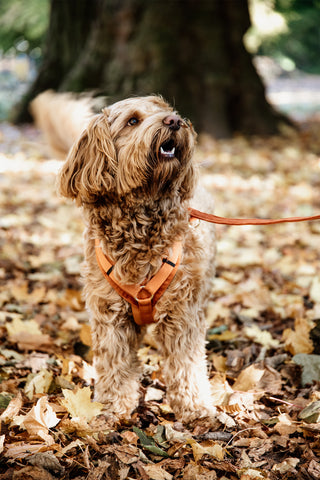 Active Velvet Hundesele