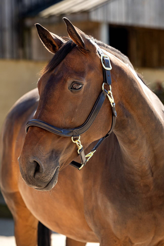 Grooming Halter Leather
