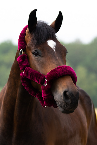Halster Alaska Burgundy / Zwart