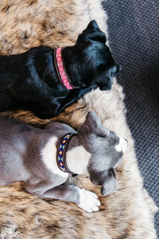 Pearls Dog Collar