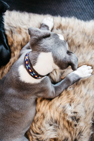 Pearls Dog Collar