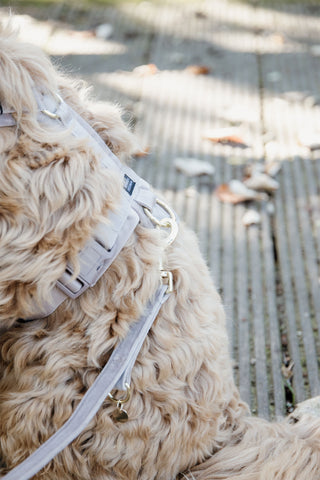 Velvet hundesnor
