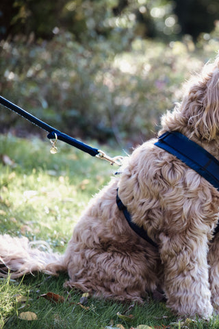 Velvet hundesnor