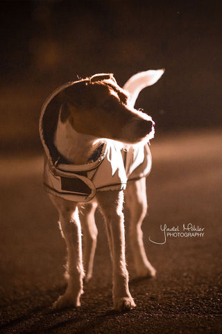 Manteau pour chien réfléchissant