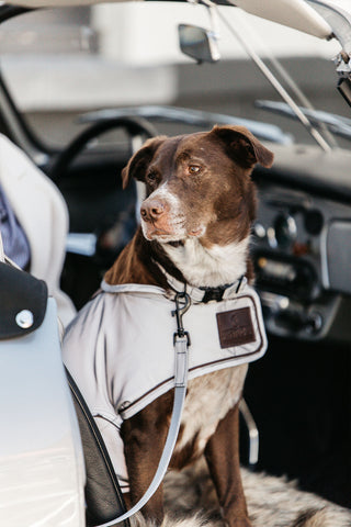 Manteau pour chien réfléchissant