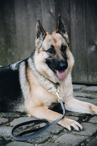 Laisse pour chien Loop