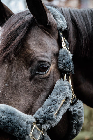Sheepskin Halter Grey