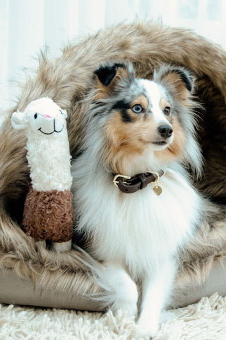 Alpaka Alfredo Hundespielzeug