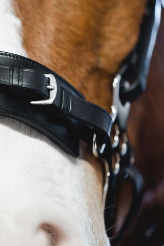 Hackamore