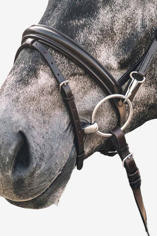 Schockemöhle Träns Stuttgart